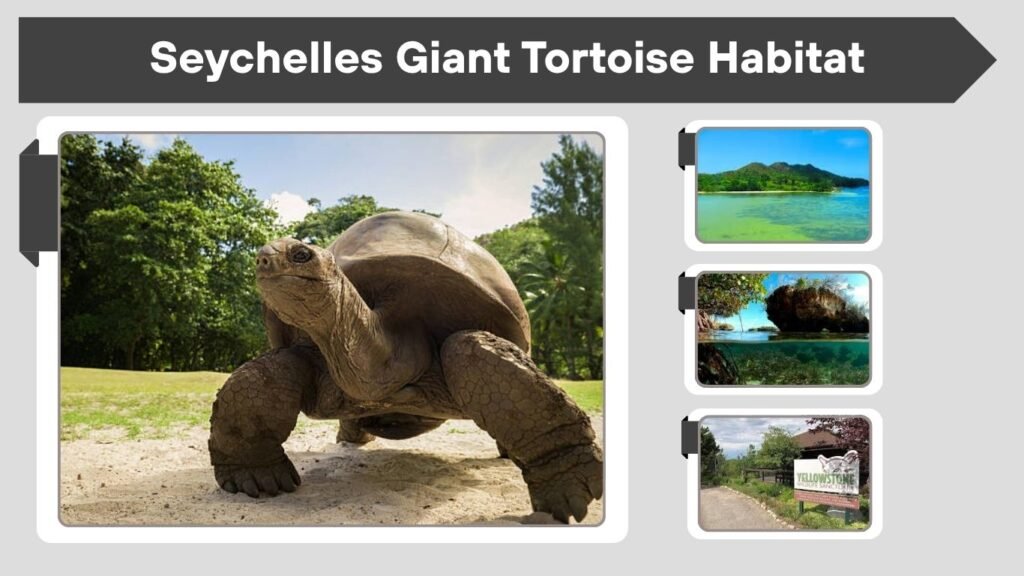 Seychelles Giant Tortoise Habitat