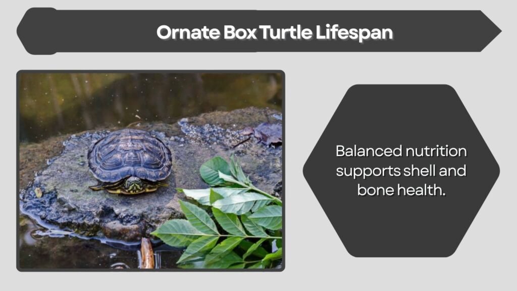 Ornate Box Turtle Lifespan