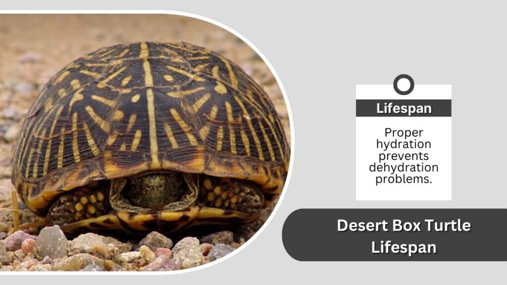 Desert Box Turtle Lifespan