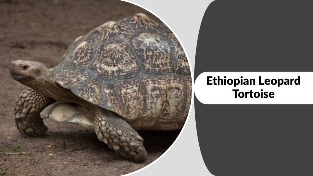 Ethiopian Leopard Tortoise