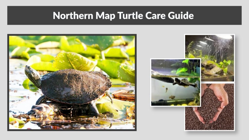 Northern Map Turtle Habitat