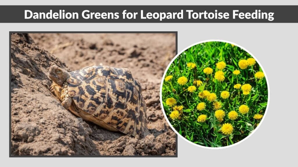 Dandelion Greens for Leopard Tortoise Feeding