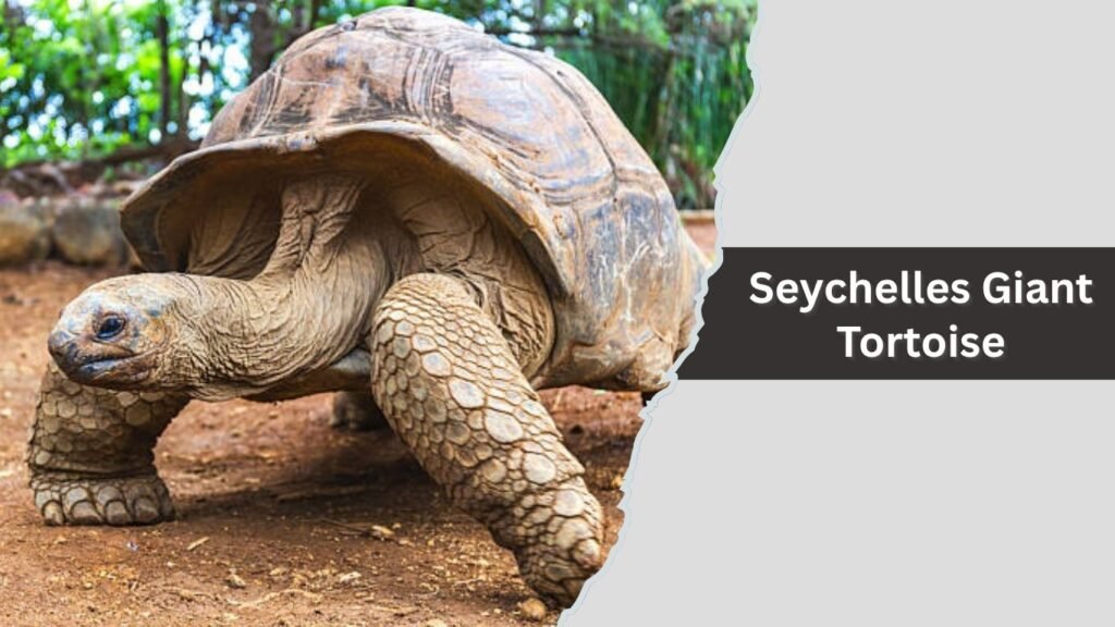Seychelles Giant Tortoise