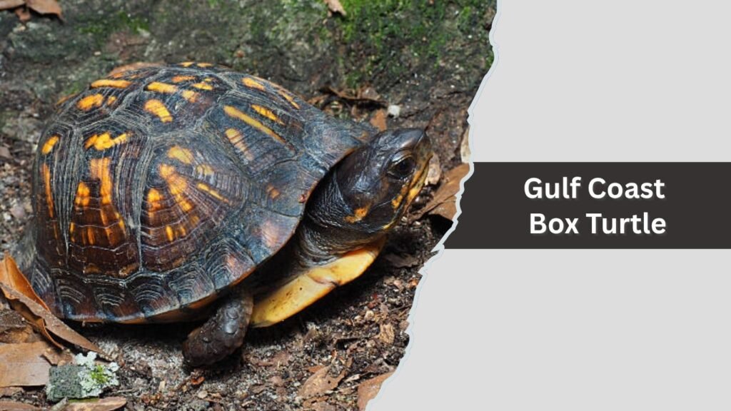  Gulf Coast Box Turtle