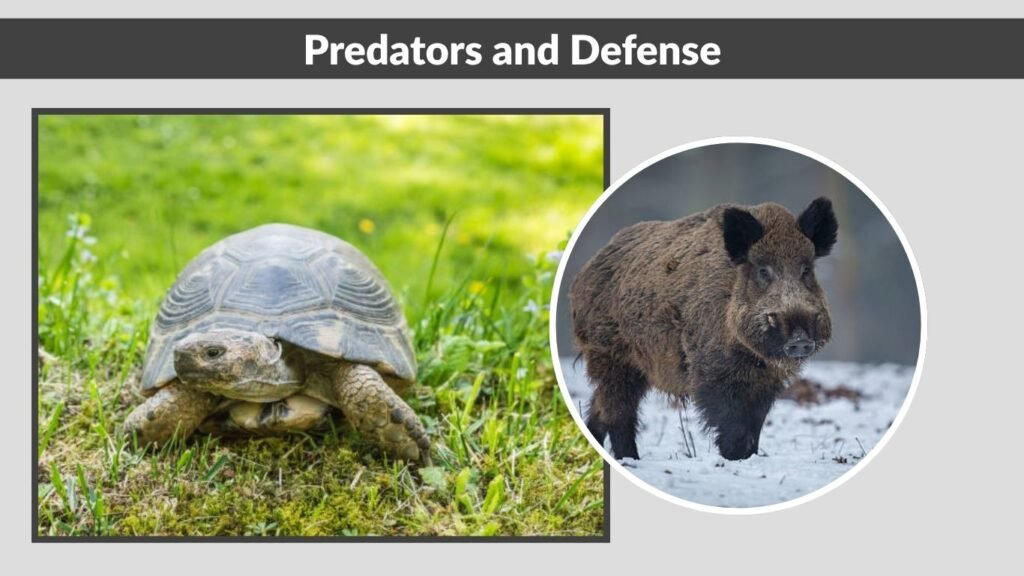 Predators and Defense