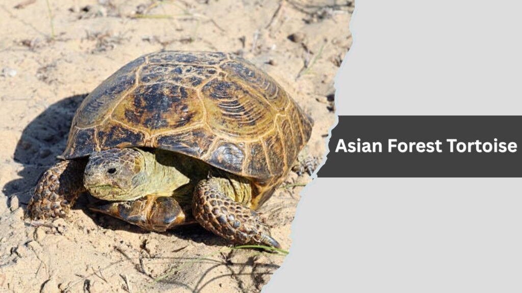 Asian Forest Tortoise