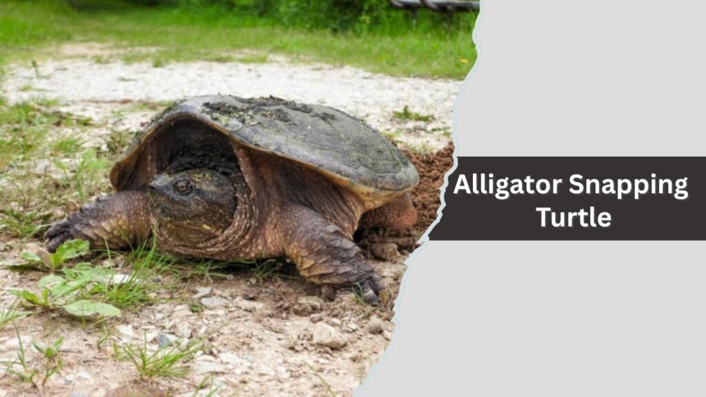 Alligator Snapping Turtle