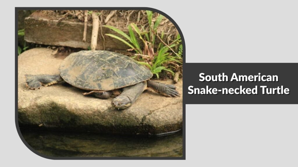  South American Snake-necked Turtle