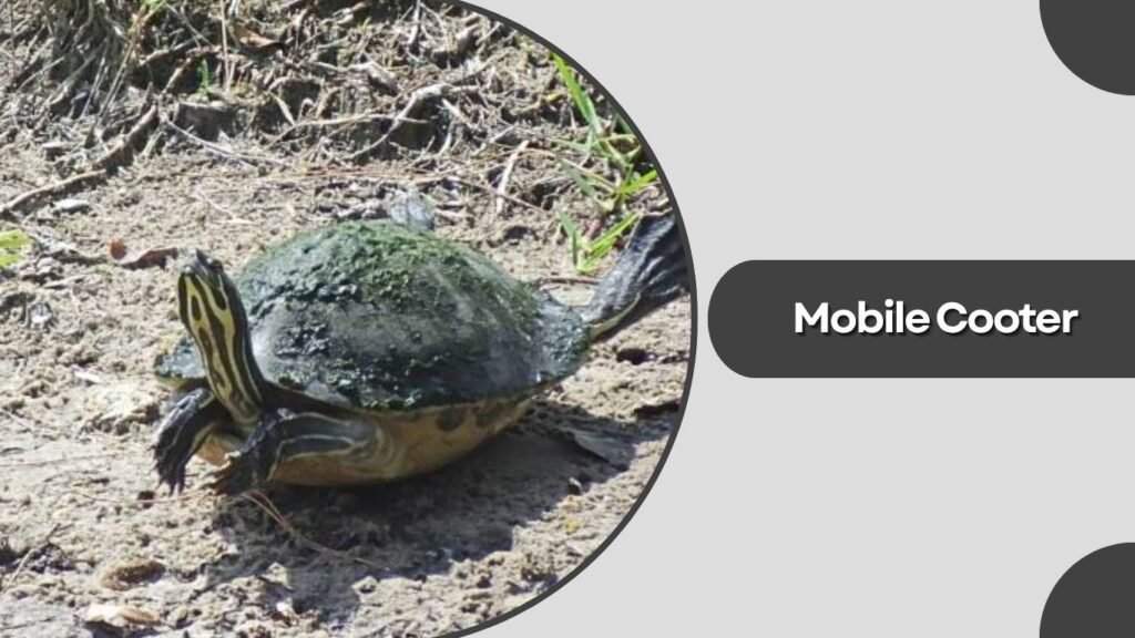 Suwannee Cooter