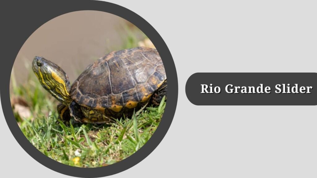  Rio Grande Slider