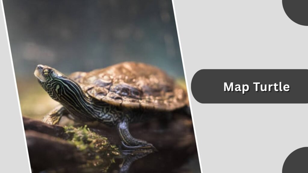 Map Turtle