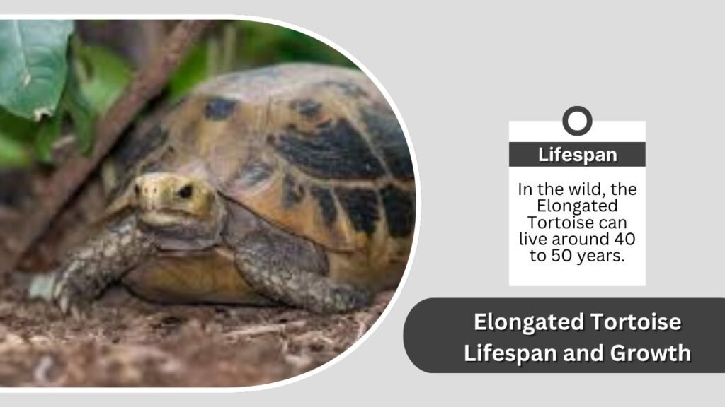 Elongated Tortoise Lifespan and Growth