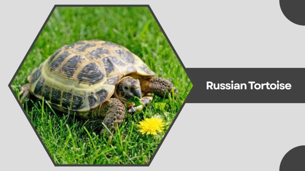 Russian Tortoise