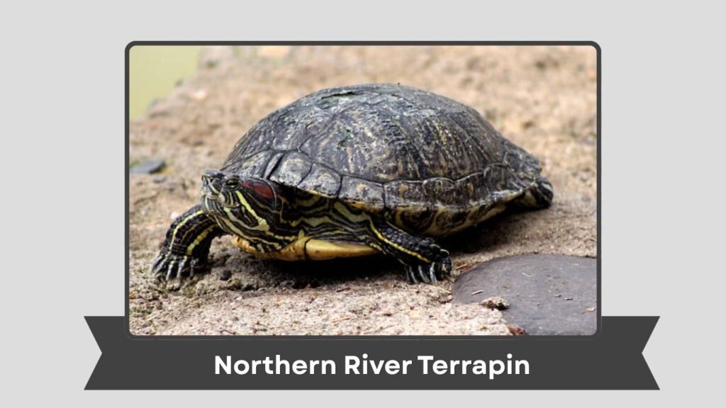 Northern River Terrapin