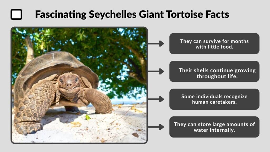 Fascinating Seychelles Giant Tortoise Facts