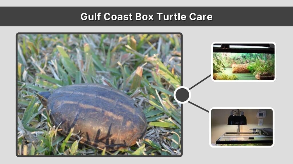 Gulf Coast Box Turtle Care