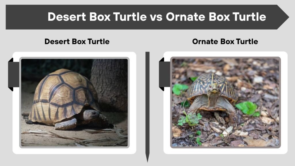Desert Box Turtle vs Ornate Box Turtle
