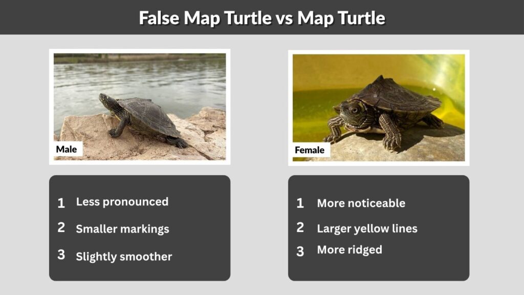 False Map Turtle vs Map Turtle