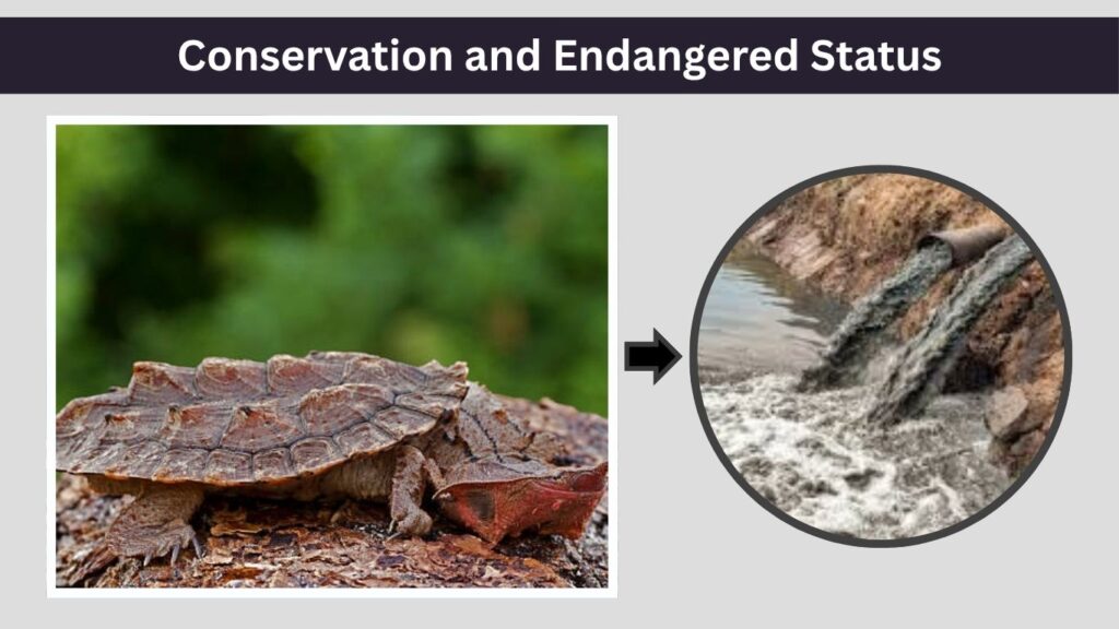 Conservation and Endangered Status