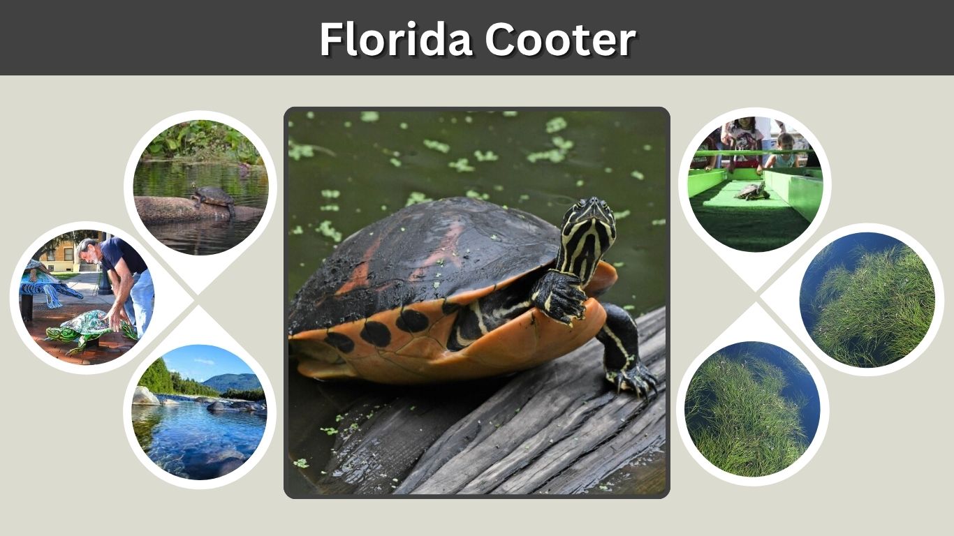 Florida Cooter: Identification, Care, and Festival Guide