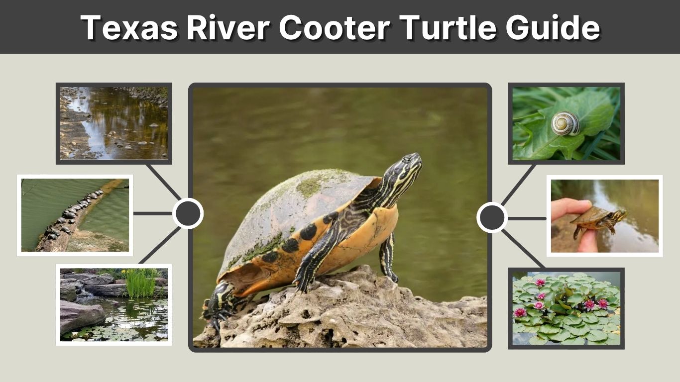 Texas River Cooter Turtle Guide: Habitat, Diet and Lifespan