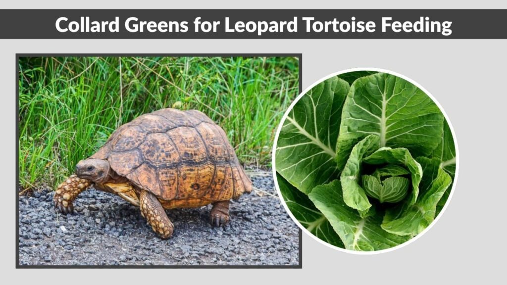 Collard Greens for Leopard Tortoise Feeding