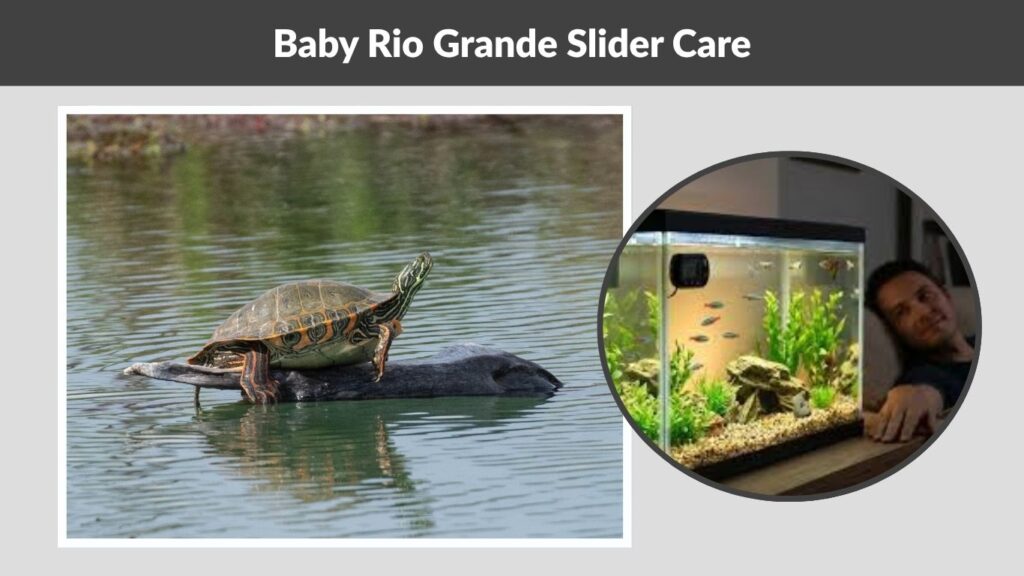 Rio Grande Slider Turtle Care Guide
