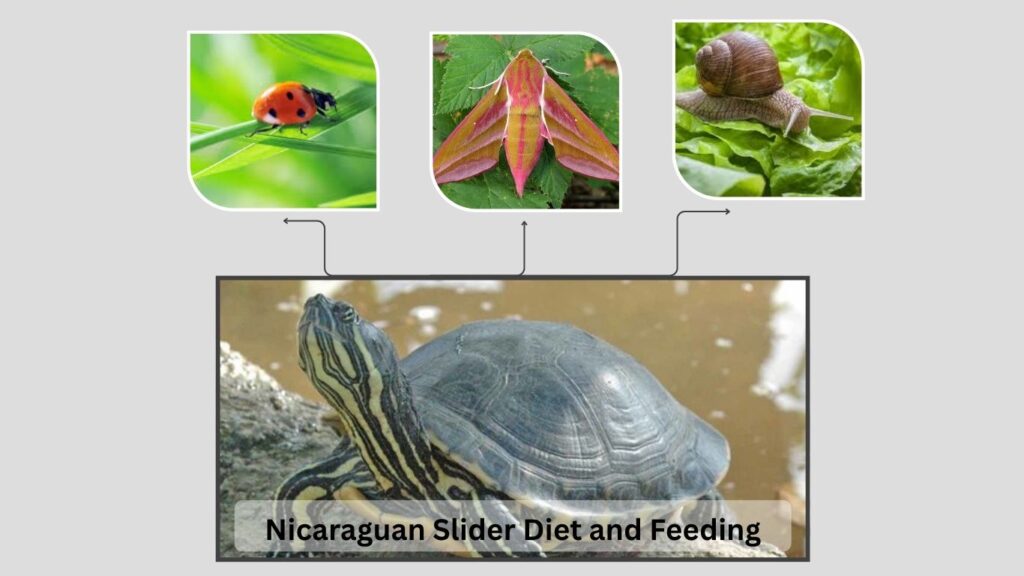 Nicaraguan Slider Diet and Feeding