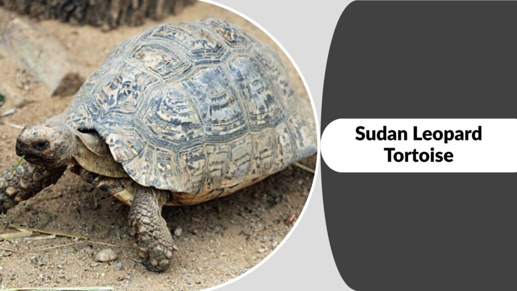 Sudan Leopard Tortoise