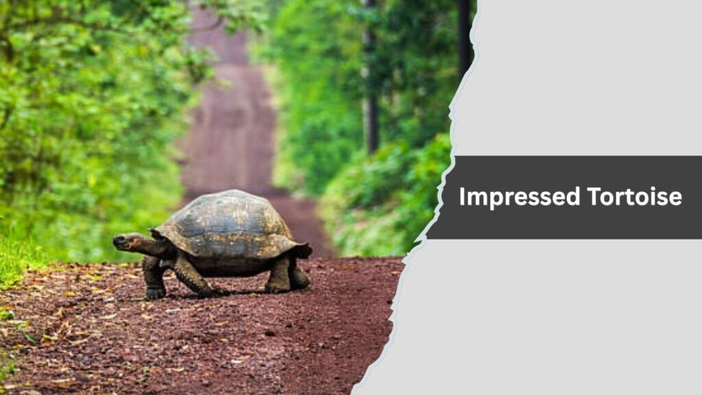 Impressed Tortoise