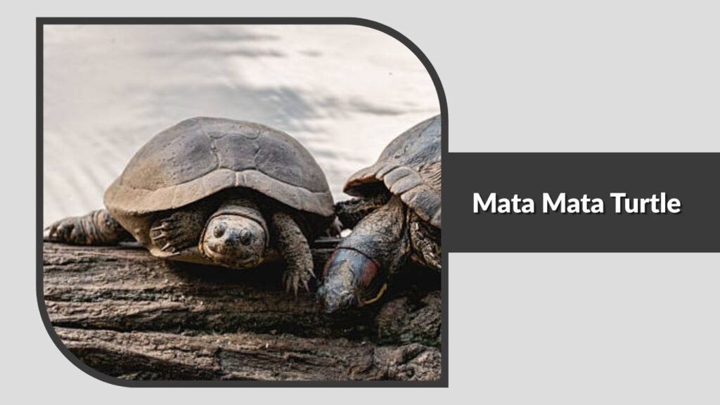 Mata Mata Turtle
