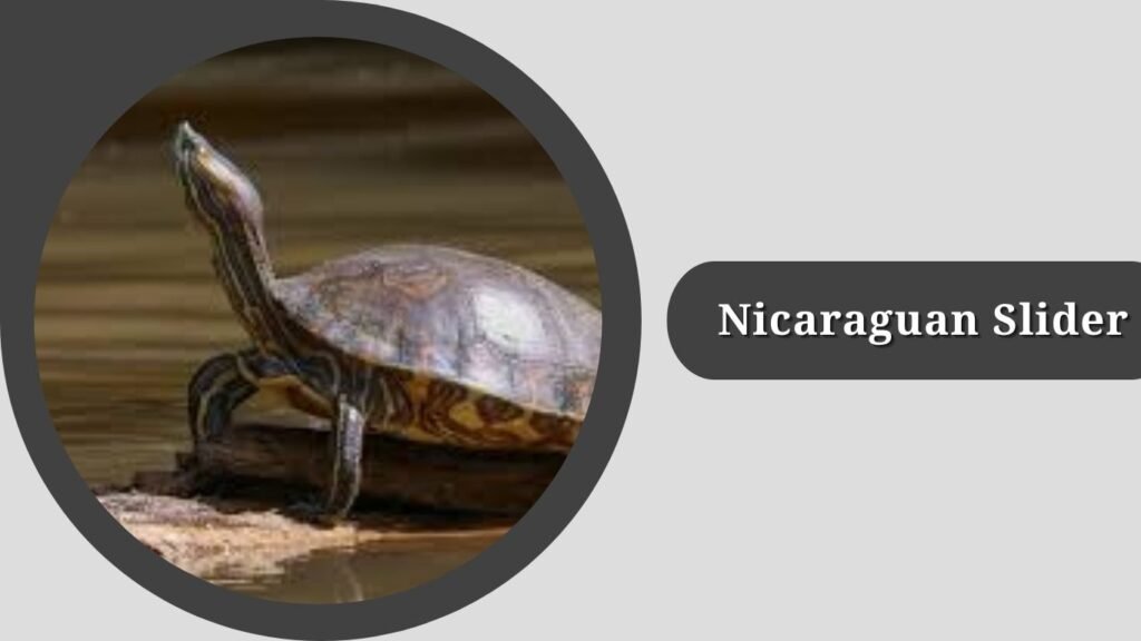  Nicaraguan Slider