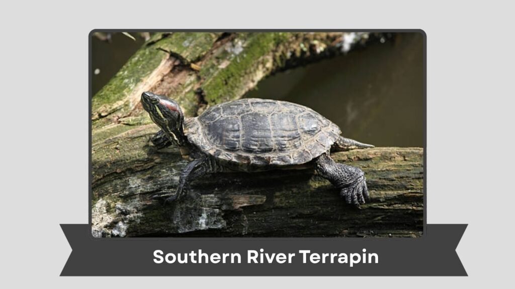  Southern River Terrapin