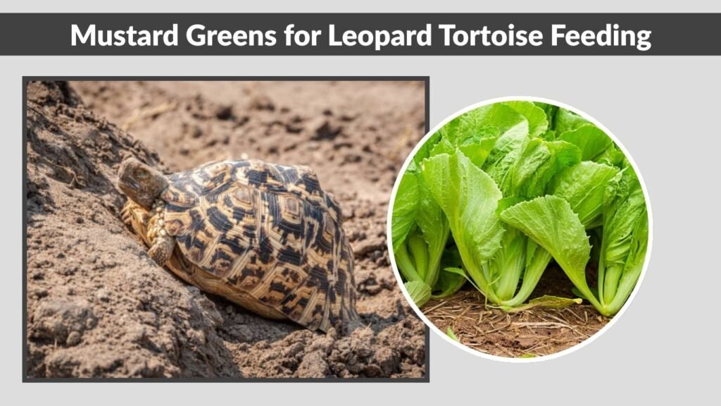  Mustard Greens for Leopard Tortoise Feeding
