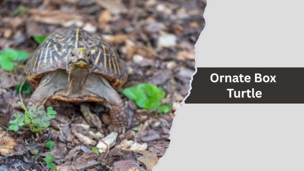 Ornate Box Turtle