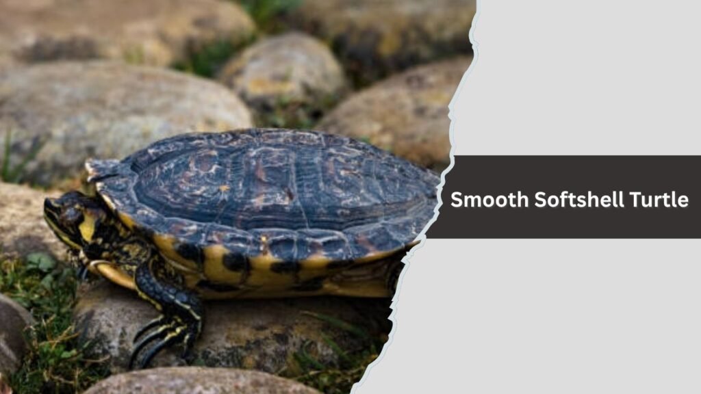 Smooth Softshell Turtle