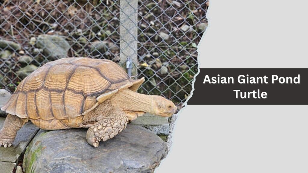 Chinese Box Turtle