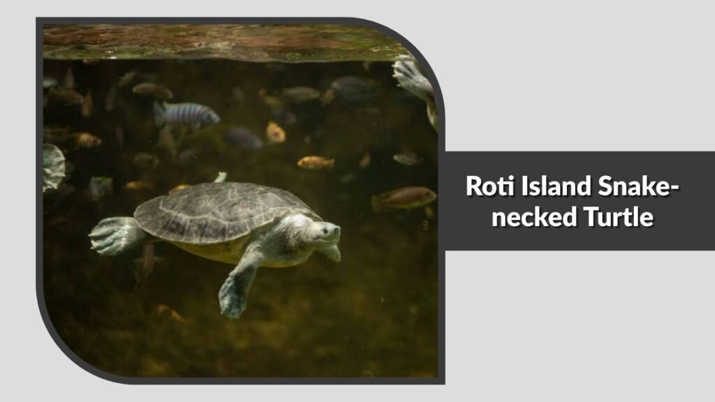 Roti Island Snake-necked Turtle
