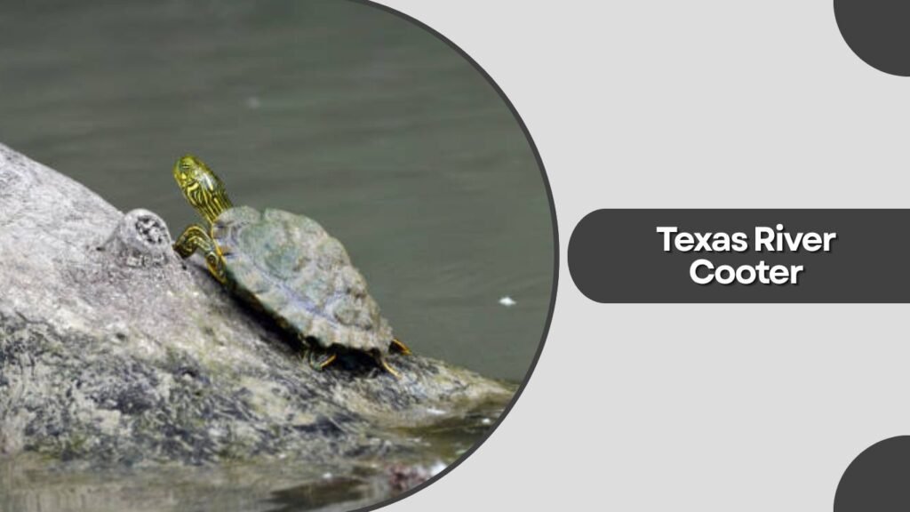  Alabama Red-Bellied Cooter
