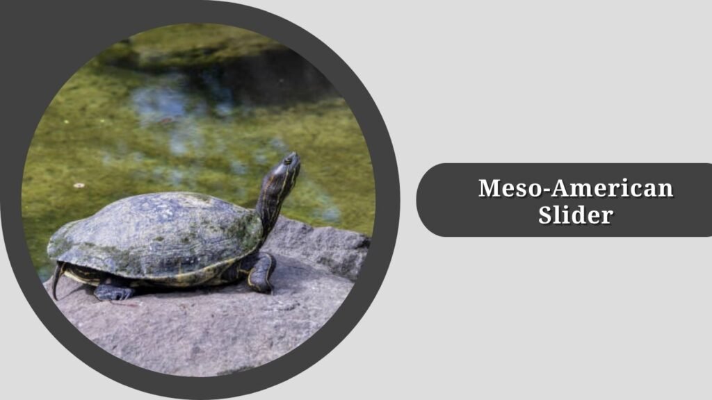 Meso-American Slider