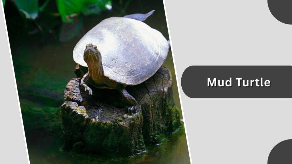 Mud Turtle