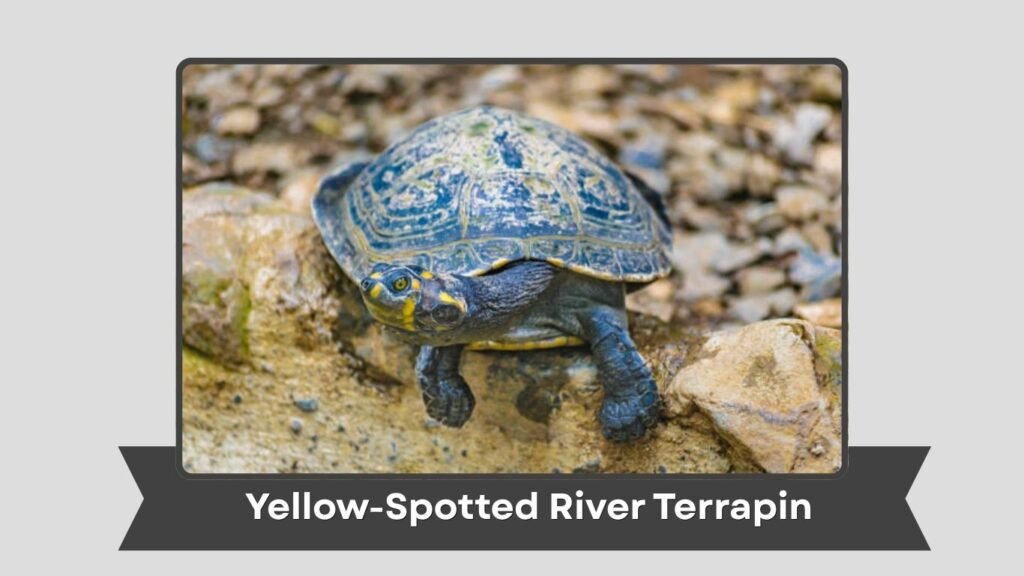 Yellow-Spotted River Terrapin