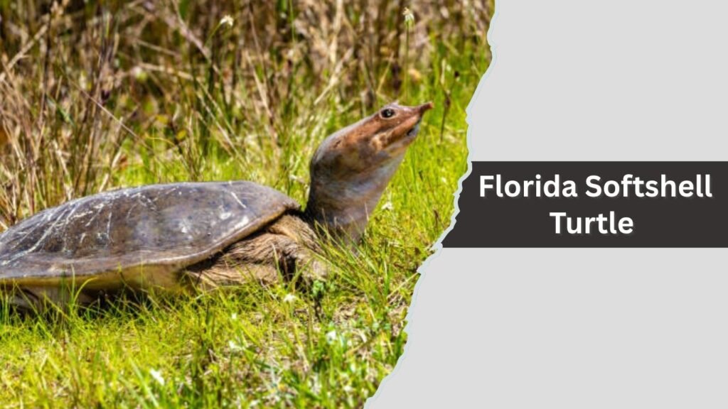Florida Softshell Turtle