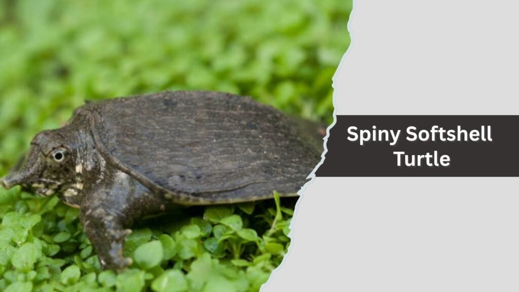 Spiny Softshell Turtle