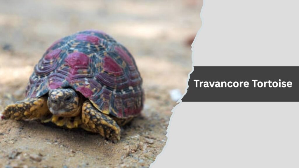 Travancore Tortoise