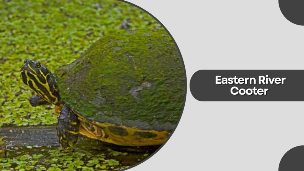 8. Eastern River Cooter