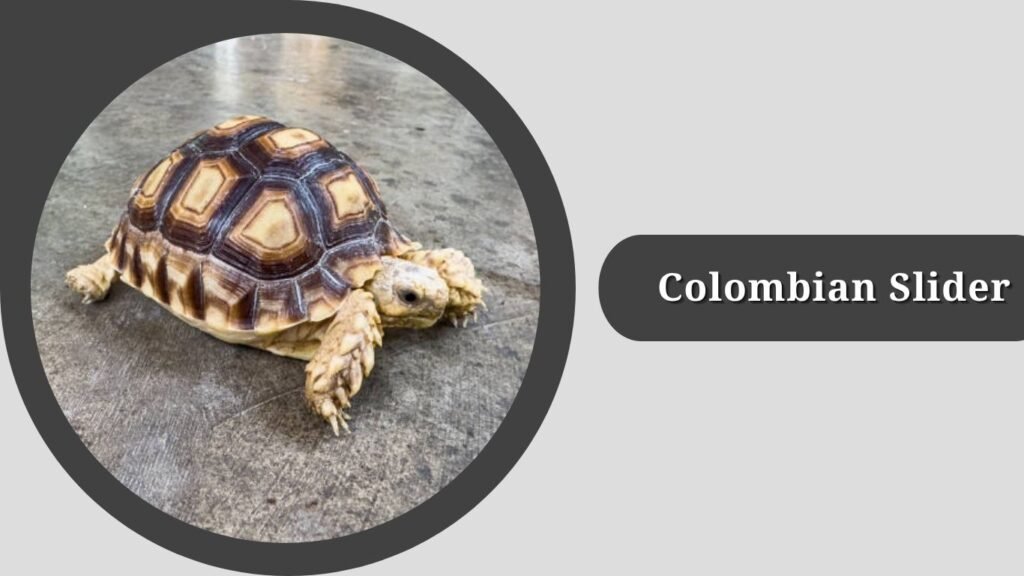 Colombian Slider