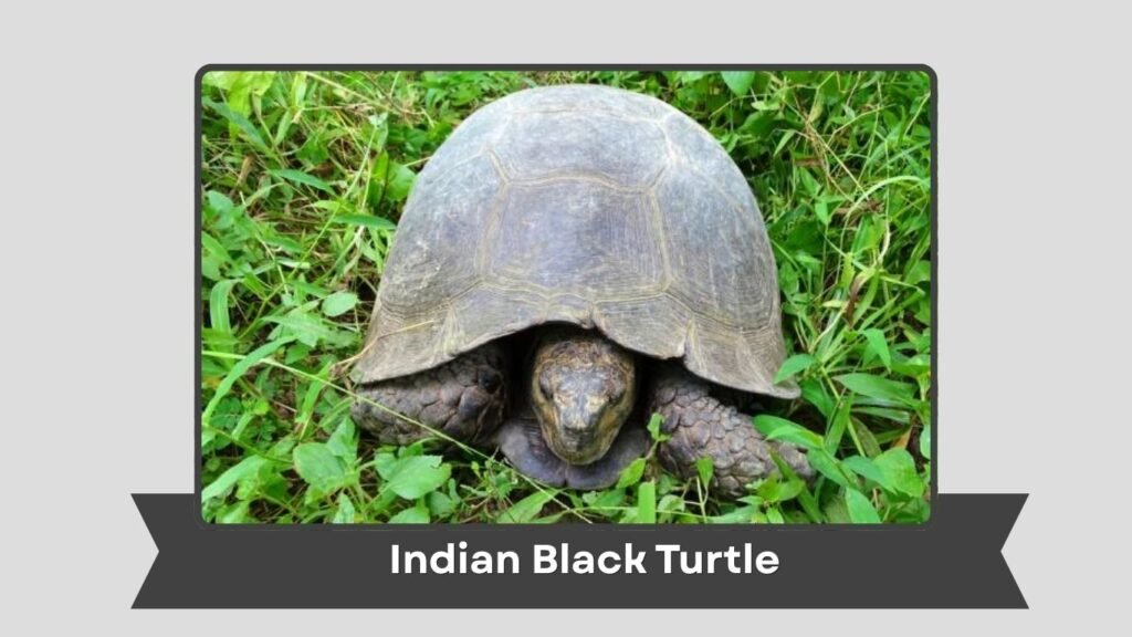 Indian Black Turtle