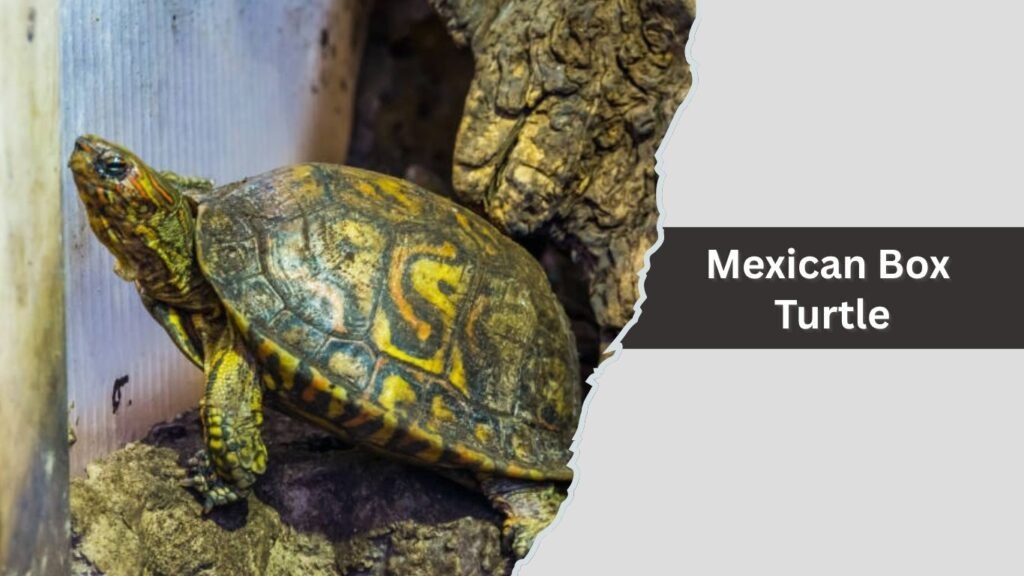Mexican Box Turtle