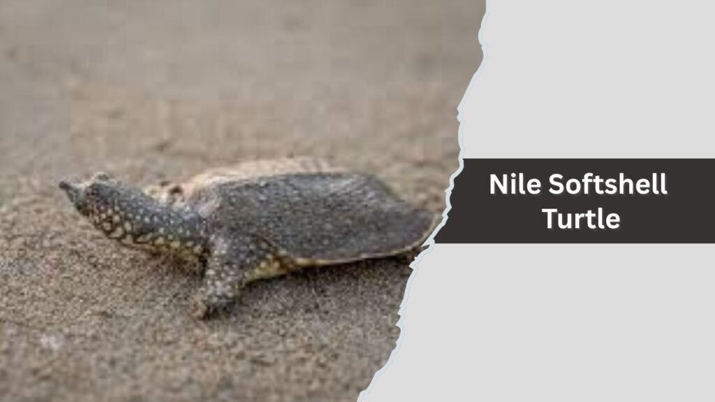 Nile Softshell Turtle